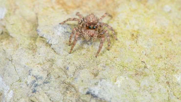 Avustralya’da örümcek zehrinden kalp krizi ilacı geliştirildi