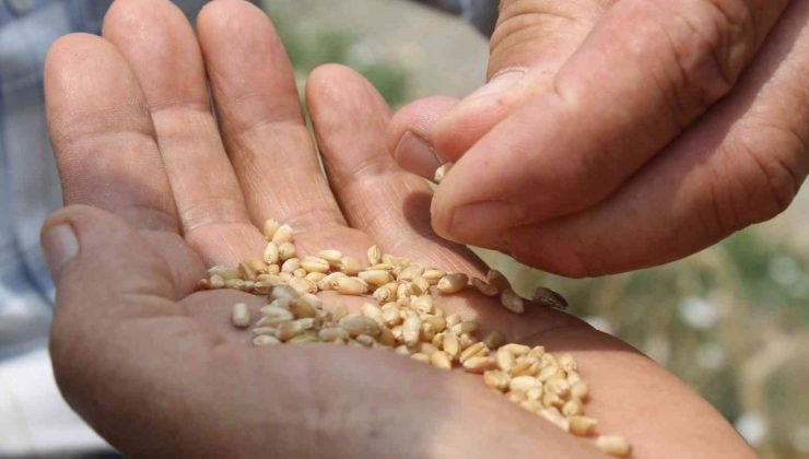 Balıkesir’de buğday üreticisi TMO’yu tercih etti