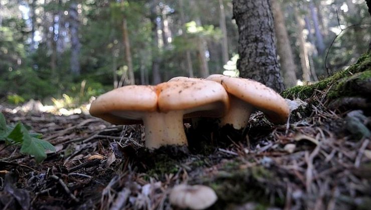 Giresun ve Çorum’da 23 kişi mantardan zehirlendi