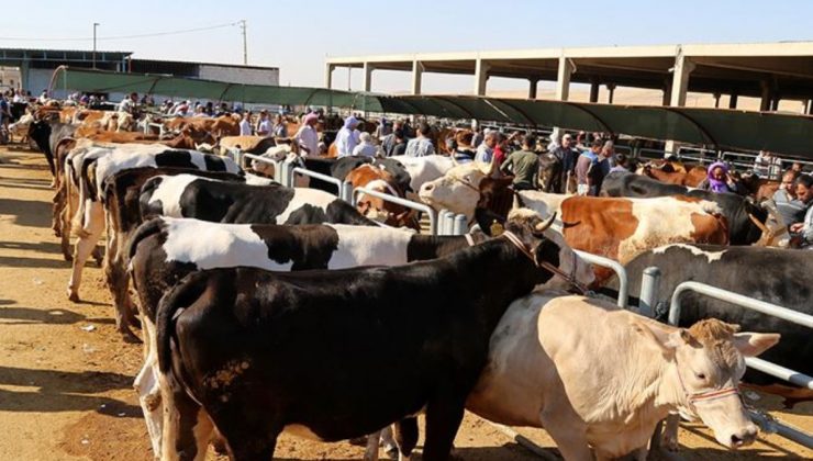 Kurban etlerinin taşınması ve muhafazası anlatıldı