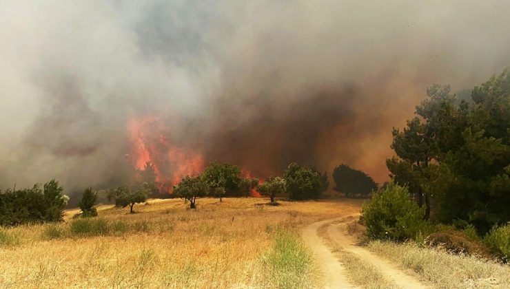 Manisa ve Muğla’da orman yangını