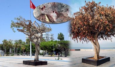 Mersin’de simge ağaca asit enjekte ettiler