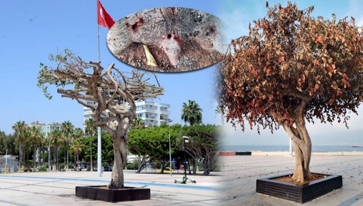 Mersin’de simge ağaca asit enjekte ettiler