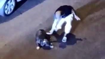 Avcılar’da köpeğe işkence: Yumruk atıp yere fırlattı