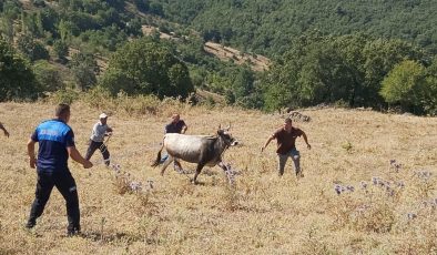 Bayramda kaçan ve 25 gün sonra bulunan boğaya Ahbap Derneği talip oldu