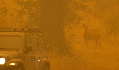 California’da yılın en büyük yangını