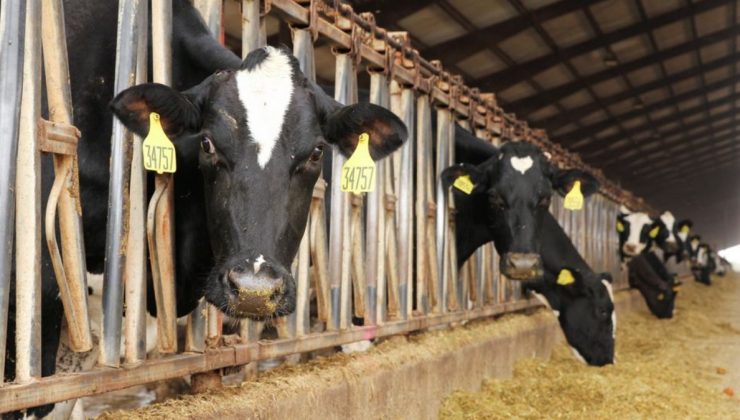 Emisyonlara karşı ineklerin beslenmelerinin değiştirilmesi tartışılıyor