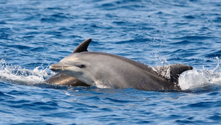 Faroe Adaları’nda katliam gibi festival: 100 şişeburunlu yunus öldürüldü