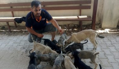 Hatay’da 5 yavru köpek öldürüldü