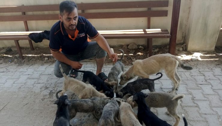 Hatay’da 5 yavru köpek öldürüldü