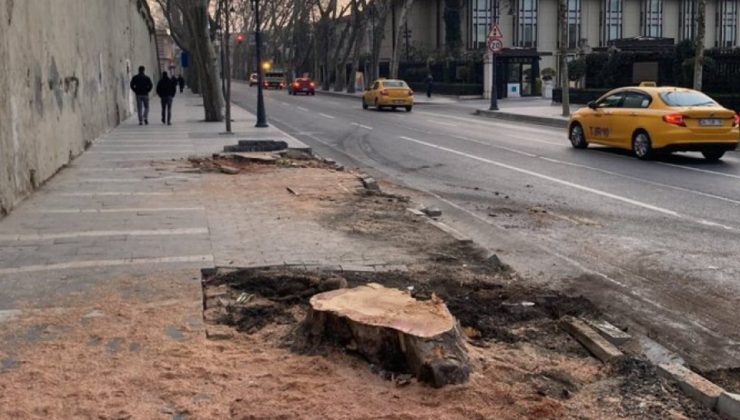 İBB’nin Çırağan’da kestiği ağaçların yerine diktiği fidanlar kurudu