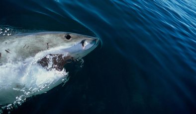 Jaws’tan önce o vardı… İnsanlar köpekbalığından neden korkuyor? 12 gün süren dehşet…