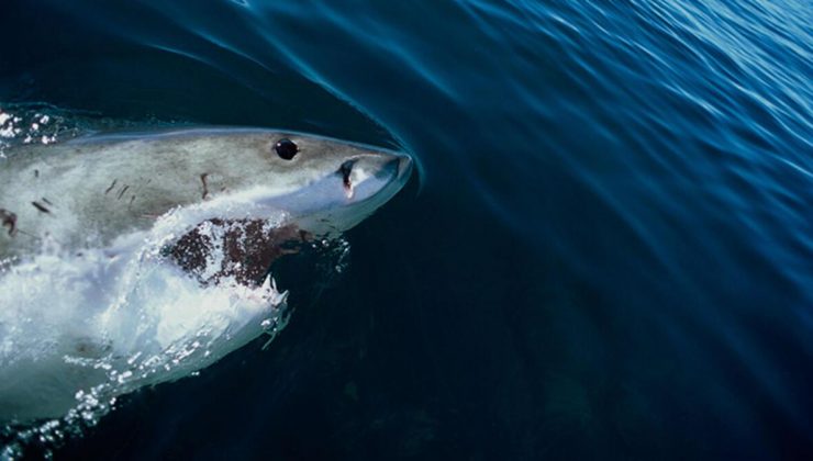 Jaws’tan önce o vardı… İnsanlar köpekbalığından neden korkuyor? 12 gün süren dehşet…