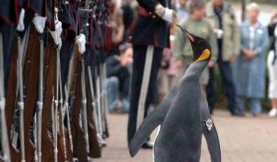 Kralı uyuşturucu bağımlıları korumuş: Penguen teftiş etmişti