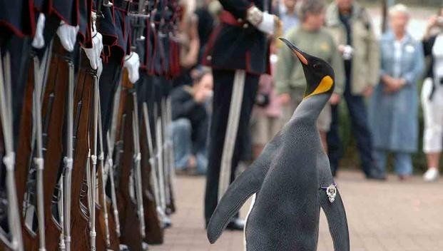 Kralı uyuşturucu bağımlıları korumuş: Penguen teftiş etmişti