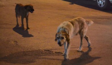 Kütahya’da sahipsiz köpek saldırısı: 4 yaralı