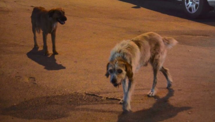 Kütahya’da sahipsiz köpek saldırısı: 4 yaralı