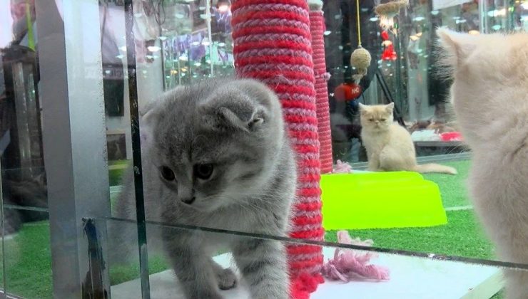 Pet shoplarla ilgili yeni karar