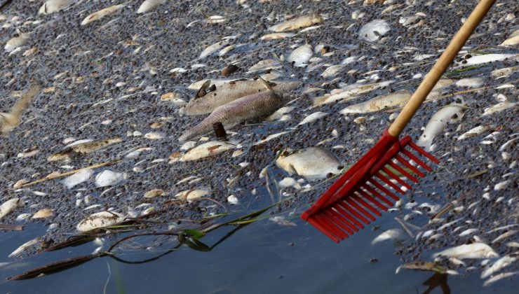 Polonya Oder Nehri’nden 100 ton ölü balık çıkardı