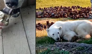 Rusya’da kutup ayısının zor anları: Böyle kurtarıldı