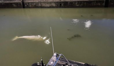 Seine Nehri’nde mahsur kalan balina 4 günde kurtarıldı