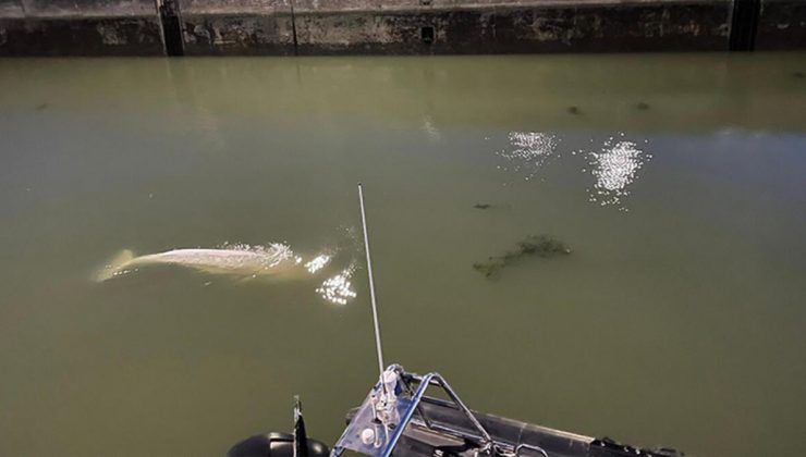 Seine Nehri’nde mahsur kalan balina 4 günde kurtarıldı