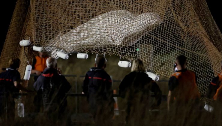 Seine Nehri’nde mahsur kalan beyaz balina tüm çabalara rağmen hayatını kaybetti