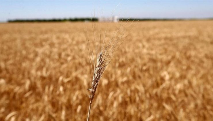 Tahıl Koridoru’nun buğday fiyatlarını düşürmesi bekleniyor