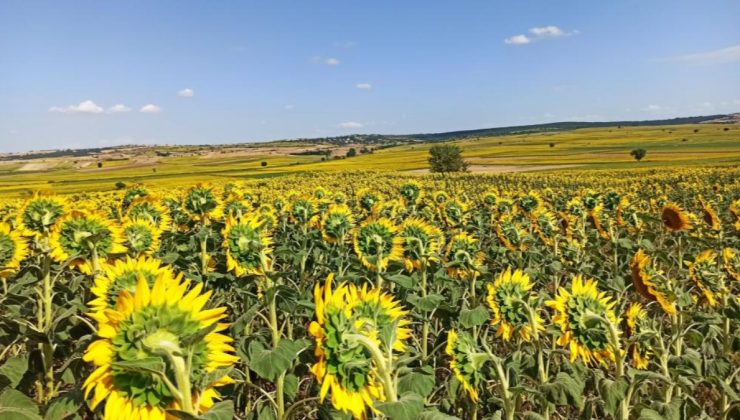 Tarım Bakanlığı: Tırtıl istilası rekolte kaybına neden olmayacak