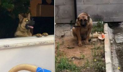 Trabzon’da bekçiyi ısıran köpek gözaltına alındı