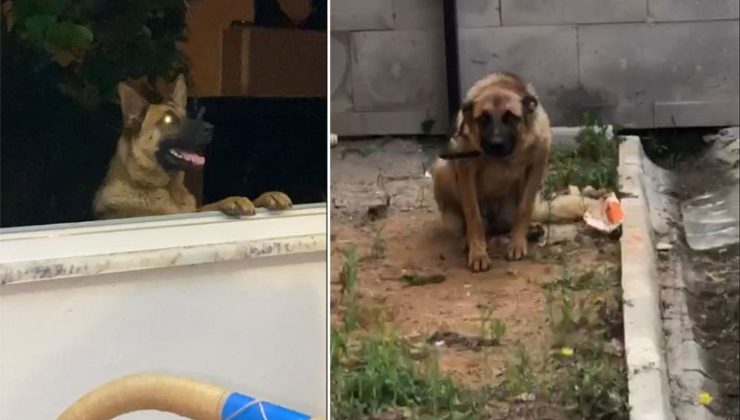 Trabzon’da bekçiyi ısıran köpek gözaltına alındı