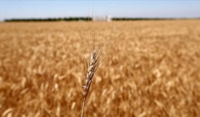 Türkiye’nin çözdüğü tahıl krizinin ciddi boyutu