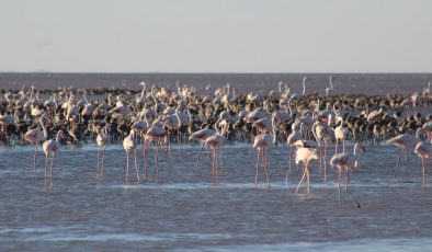 Tuz Gölü’ndeki yavru flamingolar için su takviyesi