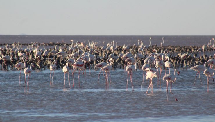 Tuz Gölü’ndeki yavru flamingolar için su takviyesi