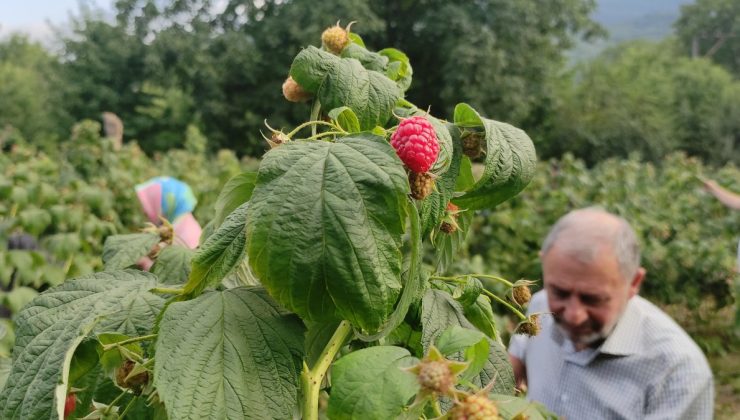 Bursa’da ahududu fiyatıyla üreticinin yüzünü güldürüyor