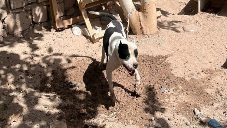 Konya’da pitbull besleyen 3 kişiye toplam 44 bin 946 lira ceza