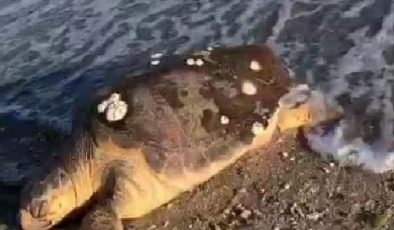 Marmara Denizi’nde caretta caretta kıyıya vurdu