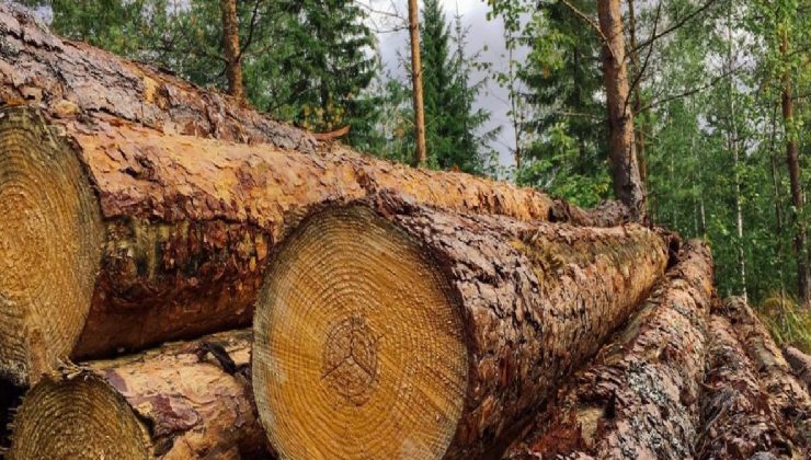 Almanya’da enerji krizi: Odun hırsızlığı artıyor