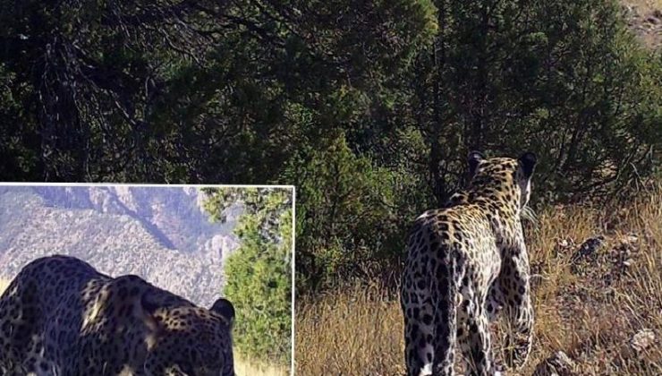 Anadolu leoparı bir kez daha görüntülendi