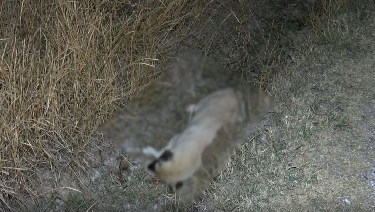 Ankara’da 8 köpek ölü bulundu