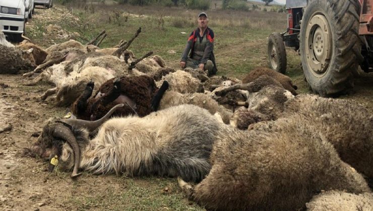 Bursa’da sahipsiz köpeklerin saldırdığı 41 küçükbaş hayvan telef oldu