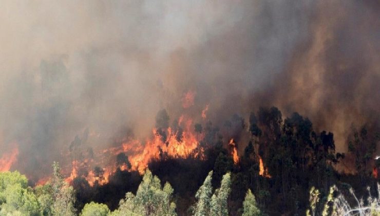 Fethiye’de orman yangını