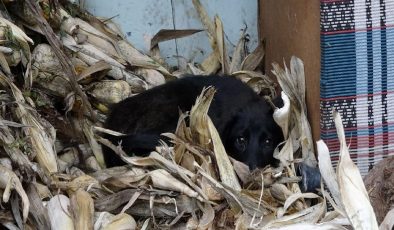 ‘Kimyasalla toplu köpek ölümü’ iddiasına soruşturma