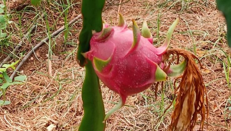 Köyceğiz’de 2 yıl önce dikilen ejder meyvesi hasat aşamasında