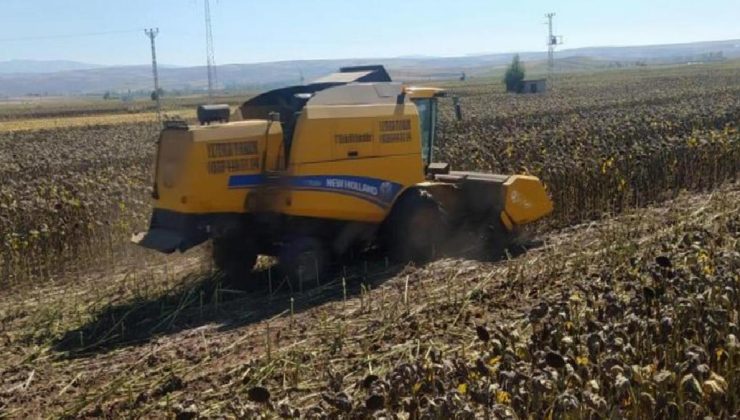 Maliyeti düşük! Hasat devam ediyor