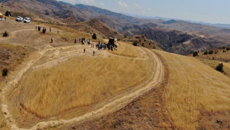 Sivas’ta bulunan bir avuç ata tohumu, 70 ton ürün verdi