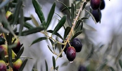 Zeytinin ‘var’ yılında rekor beklentisi